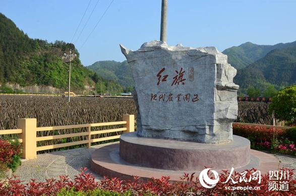 廣元市青川縣板橋鄉(xiāng)紅旗現(xiàn)代農(nóng)業(yè)園。（記者陳曦 攝）