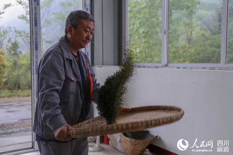 圖為正在北川振興茶葉種植專業(yè)合作社務(wù)工的村民。（朱虹 攝）