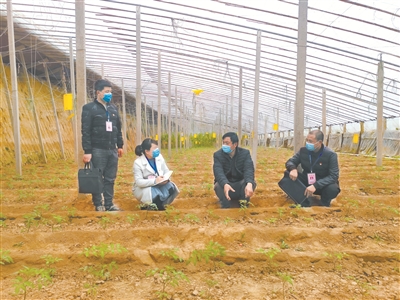 圖為河南蘭考縣閆樓鄉(xiāng)紀(jì)檢干部近日到蔬菜大棚走訪種植戶，了解扶貧政策落實(shí)情況。  張順超 攝