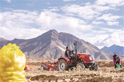 南木林縣艾瑪鄉(xiāng)是遠(yuǎn)近聞名的土豆產(chǎn)區(qū)，土豆產(chǎn)業(yè)是艾瑪鄉(xiāng)村民增收的重要來源。當(dāng)前，艾瑪鄉(xiāng)進(jìn)入土豆收獲季，今年土豆種植面積達(dá)2萬畝，預(yù)估畝產(chǎn)達(dá)6600斤。圖為艾瑪鄉(xiāng)村民在田間收獲土豆。徐馭堯 攝