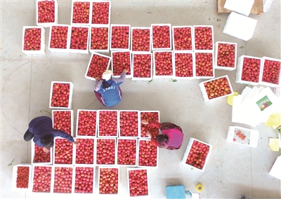 2月18日，山東省聊城市綠隆農(nóng)業(yè)科技有限公司工人正在分揀西紅柿，準(zhǔn)備捐獻(xiàn)給湖北省襄陽(yáng)市抗疫一線（無(wú)人機(jī)照片）。  新華社發(fā)（趙玉國(guó) 攝）