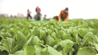 2月20日，廣西欽州市欽南區(qū)新禾種養(yǎng)專(zhuān)業(yè)合作社的菜農(nóng)在田間采摘蔬菜。連日來(lái)，該區(qū)8個(gè)蔬菜基地相繼復(fù)工，菜農(nóng)們搶收冬菜供給當(dāng)前市場(chǎng)，搶耕發(fā)展春菜種植。  新華社發(fā)（張愛(ài)林 攝）