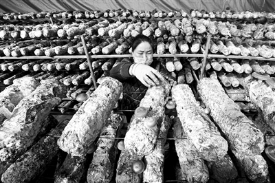 甘肅省白銀市靖遠(yuǎn)縣地處六盤山集中連片特困地區(qū)，當(dāng)?shù)赝ㄟ^實施一系列脫貧攻堅舉措，在2020年初實現(xiàn)脫貧摘帽。摘帽之后不松勁，圖為3月4日，在靖遠(yuǎn)縣三灘鎮(zhèn)銀灘村，農(nóng)民在香菇大棚里采摘香菇。  新華社記者 范培珅 攝