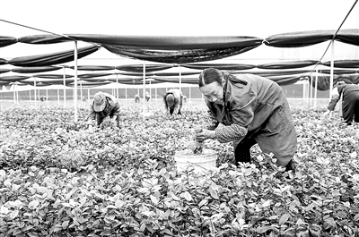 2月底，酉陽作為重慶最后一批國家扶貧開發(fā)工作重點縣實現(xiàn)摘帽，但當(dāng)?shù)馗刹咳罕姺酪?、?zhàn)貧不松懈，持續(xù)壯大綠色扶貧產(chǎn)業(yè)。  新華社記者 劉潺 攝