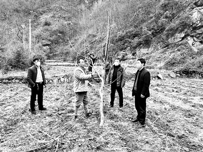 連日來，陜西省安康市漢濱區(qū)紀(jì)委監(jiān)委派駐茨溝鎮(zhèn)二郎村第一書記崔用鵬組織村民搶抓農(nóng)時，管護(hù)脫貧核桃產(chǎn)業(yè)，為增收打好基礎(chǔ)。圖為崔用鵬（右一）組織村民在本村的核桃產(chǎn)業(yè)園開展核桃樹枝管護(hù)、修剪及施肥。鄭時根 攝