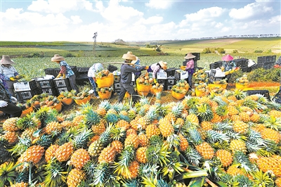 廣東省徐聞縣縣長直播帶貨，帶火了徐聞菠蘿的銷售。圖為“菠蘿的?！敝修r(nóng)戶一派忙碌景象。 陳北跑 攝