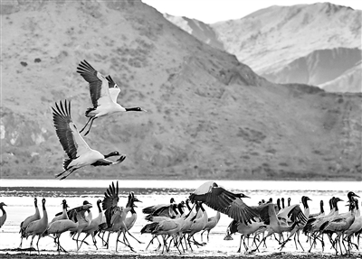 圖為西藏拉薩市達(dá)孜區(qū)和林周縣卡孜水庫(kù)邊的黑頸鶴。  新華社記者 張汝鋒 攝