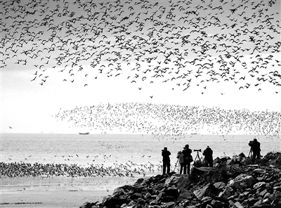 遼寧省丹東市近年來(lái)生態(tài)環(huán)境保護(hù)措施得力，鴨綠江口濕地越來(lái)越受國(guó)內(nèi)游客青睞，濕地觀鳥園每年都有大批鳥類攝影家慕名而來(lái)。 （資料圖片）