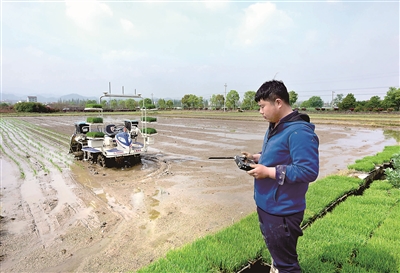 圖為智能無人駕駛插秧機(jī)在浙江省武義縣泉溪鎮(zhèn)麻蓬自然村的農(nóng)田里插種早稻秧苗。該款智能無人駕駛插秧機(jī)采用北斗定位技術(shù)，在插種田塊四角定位后將數(shù)據(jù)輸入遙控設(shè)備，工作人員按下啟動鍵就能在田里自動插種秧苗，一臺機(jī)器一天能插種水稻20多畝，大大減輕了農(nóng)民的勞動強(qiáng)度。新華社發(fā)（張建成 攝）