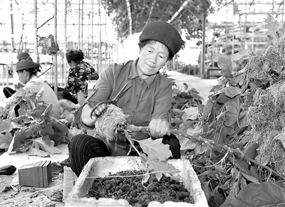 針對四川大涼山的大部分青壯年外出務(wù)工的實際，各級政府多措并舉，探索打造婦女居家靈活就業(yè)與傳統(tǒng)優(yōu)勢手工業(yè)聯(lián)動發(fā)展的模式，決戰(zhàn)決勝脫貧攻堅。圖為涼山彝族自治州昭覺縣四開鄉(xiāng)好谷村的村民在家附近的現(xiàn)代農(nóng)業(yè)產(chǎn)業(yè)園內(nèi)務(wù)工。 新華社記者 劉坤 攝