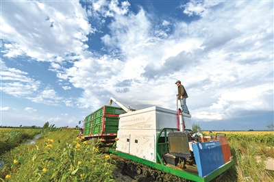 據(jù)農(nóng)業(yè)農(nóng)村部最新農(nóng)情調(diào)度顯示，目前全國(guó)秋糧已收50.4%，進(jìn)度與去年基本持平，秋糧豐收已成定局，全年糧食產(chǎn)量有望高位增產(chǎn)。圖為9月16日，在吉林省吉林市永吉縣萬(wàn)昌鎮(zhèn)張全家庭農(nóng)場(chǎng)，農(nóng)民將收獲的水稻轉(zhuǎn)運(yùn)到拖拉機(jī)貨倉(cāng)內(nèi)。新華社記者 張楠 攝