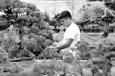 江蘇省沭陽(yáng)縣積極倡導(dǎo)創(chuàng)業(yè)、創(chuàng)新、創(chuàng)優(yōu)精神，實(shí)施促進(jìn)創(chuàng)業(yè)帶動(dòng)就業(yè)工程，吸引外出務(wù)工人員返鄉(xiāng)創(chuàng)辦企業(yè)，振興鄉(xiāng)村經(jīng)濟(jì)，該縣農(nóng)村去年僅花木銷售就創(chuàng)收200億元。圖為返鄉(xiāng)創(chuàng)業(yè)者周王成在沭陽(yáng)縣新河鎮(zhèn)周圈村的工作室內(nèi)修剪盆景。新華社記者 李博 攝