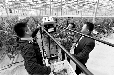 農(nóng)業(yè)農(nóng)村現(xiàn)代化與整個國家的現(xiàn)代化密不可分。圖為10月20日，山東省聊城市茌平區(qū)賈寨鎮(zhèn)耿店村村民在玻璃溫室內(nèi)試用現(xiàn)代化采摘設(shè)備。新華社記者 李賀 攝