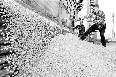 近日在黑龍江省寧安市合眾糧食貿(mào)易有限公司，農(nóng)民裝卸玉米粒。 新華社發(fā)（張濤 攝）