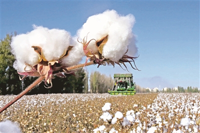 新疆是我國(guó)重要的棉花產(chǎn)區(qū)，已連續(xù)多年實(shí)現(xiàn)棉花大面積豐收。圖為新疆哈密一臺(tái)采棉機(jī)在棉田里采摘新棉。 （圖片來(lái)源：視覺(jué)中國(guó)）