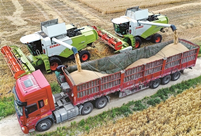 “中原糧倉(cāng)”河南迎來夏糧收獲季，小麥?zhǔn)崭铌懤m(xù)開始。圖為寶豐縣龍王溝鄉(xiāng)村振興示范區(qū)的一處麥田，農(nóng)機(jī)手正操作收割機(jī)將收獲的小麥裝車。 新華社記者 李嘉南 攝