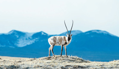可可西里 我用生命守護(hù)你(砥礪奮進(jìn)的五年·綠色發(fā)展 綠色生活)