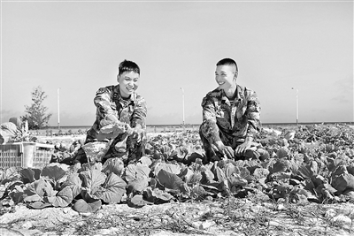 近年來(lái)，海軍西沙某水警區(qū)持續(xù)向科技要保障力，著力破解島礁大面積種植綠化難題。今年5月下旬，在海南省三沙市永興島白沙灘，該水警區(qū)官兵種植的一片“沙變土”試驗(yàn)田喜獲豐收。圖為海島上的官兵們正在采摘沙地蔬菜。 陳竹飛 攝