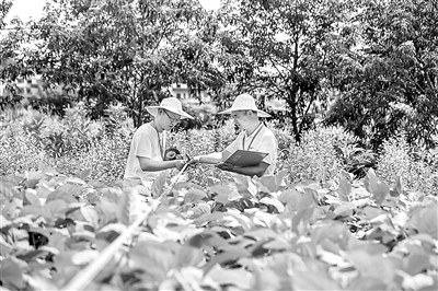 浙江省淳安縣紀委監(jiān)委創(chuàng)新基層監(jiān)督方式，鄉(xiāng)鎮(zhèn)紀委會同村級監(jiān)察工作聯(lián)絡(luò)站到村中走訪，到田間地頭核查，了解惠農(nóng)助農(nóng)政策落實情況。圖為近日淳安縣梓桐鎮(zhèn)紀檢監(jiān)察干部在杜井村實地核查農(nóng)業(yè)補貼政策落實情況。毛勇鋒 攝