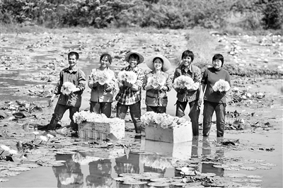 圖為近日，村民在下陶村九品香蓮種植基地展示剛剛采摘的九品香蓮。新華社記者 黃孝邦 攝